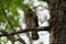 Cooper`s hawk baby resting on branch