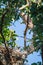 Cooper\'s Hawk With Chicks