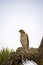 Cooper`s Hawk Immature Perched Evening