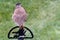 Cooper`s Hawk Perched on a Back Yard Bird Feeder