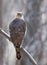 Cooper\\\'s Hawk perched on branch in the forest in Canada