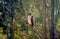 A Cooper`s Hawk perching on the tree branches