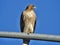 Cooper`s Hawk searching for Prey