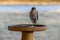 Cooper`s Hawk standing in a bird bath