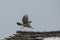 Cooper`s Hawk taking off from a shingled roof