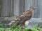 Cooper\\\'s hawk in the yard in Florida nature, close-up