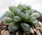 Cooper`s Haworthia Haworthia cooperi - potted succulent. Close up of a small and beautiful succulent succulent plant