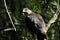 Coopers hawk, accipiter cooperii