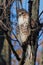 Coopers hawk locks onto its prey