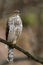 Coopers Hawk perched