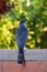 Coopers Hawk perched on brick wall in Arizona garden