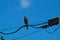 Coopers hawk perched on power lines