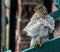 Coopers Hawk on a railing beening blown by the winds.