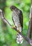 Coopers Hawk Sitting on a Tree Branch