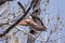 Coopers Hawk About to Take Flight