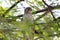 Coopers Hawk, Tucson Arizona desert