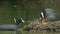 Coot adults (Fulica atra) feeding young