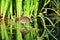 Coot bird chick in green reed