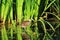 Coot bird chick in green reed