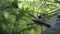 Coot bird hiding in branches of fallen tree in lake