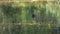 Coot bird resting on golden and green gentle ripples on a lake