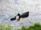 Coot bird with small offspring on the pond