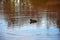 Coot bird swimming in Sauvabelin Lake of Lausanne , Switzerland