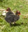 Coot chick