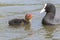 A coot chick being fed by its parent on Southampton Common