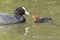 A coot chick being fed by its parent on Southampton Common