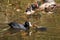 Coot chick feeding on a lake