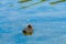 A coot chick Fulica