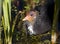 Coot Chick in Reeds