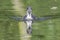 Coot chick reflection in water.