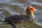 Coot chick on water. Cute scruffy young bird.