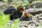 Coot chicks on uk lake shore