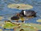 Coot and coot youngster in the sun - Fulica atra