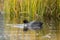 Coot dips beak in water.