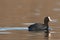 Coot duck Fulica atra close up protrait swimming