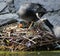 Coot ducks feeding their ducklings