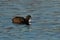 A Coot or Eurasian Coot, Fulica atra, waterbird swimming in sunlit, blue sea water, Dorset coast, England, UK
