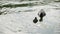 Coot family feeding in a pond in spring