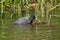 A coot is feeding