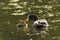 Coot feeding chick