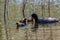 Coot feeding chicks