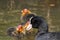 Coot feeding hatchlings