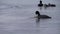 Coot feeding on a lake with family in background