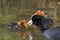 Coot feeding it`s hatchlings