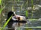 Coot feeding youngster