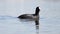 Coot floats on the lake slow motion